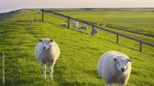 Two young organic farming sheep lambs CLOSE at Dutch sea dike photo