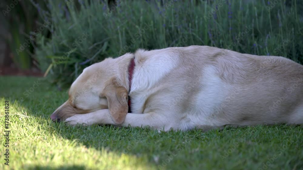 Golden Labrador Dog Chews on Bone in Garden. Golden Labrador Dog Chews on Bone in Garden.