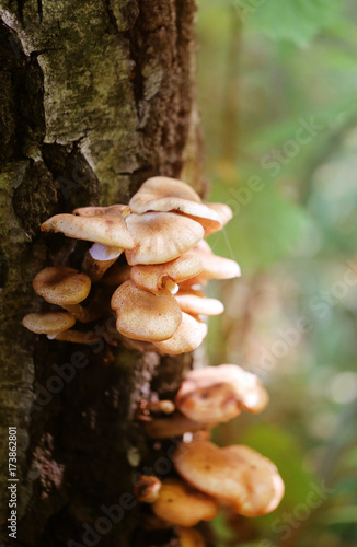 Photo macro close nameko mushrooms