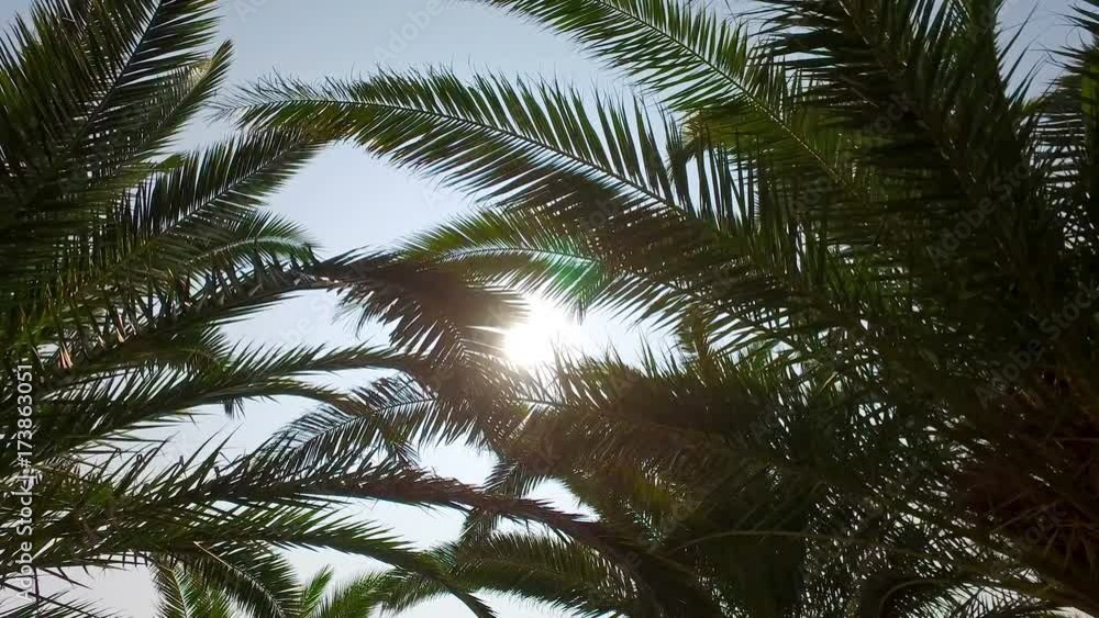 Moving under Palm Trees at sunset, sun flares shining between Moving under Palm Trees at sunset, sun flares shining between