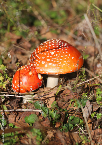 Photo of a bright beautiful red fly agaric