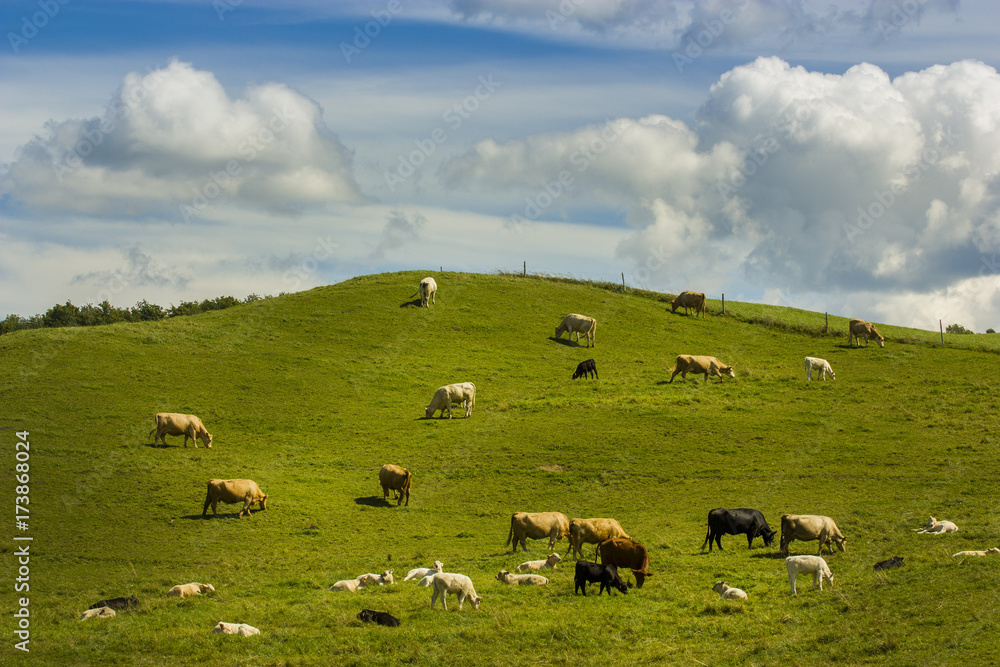 group of cows eating grass on a farmland why clouds on blue sky