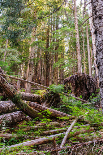 Forest near Mount Rainier s Box Canyon