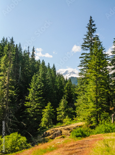 Forest near Mount Rainier's Box Canyon