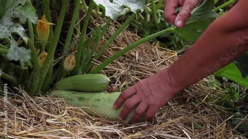 Harvesting, picking vegetables