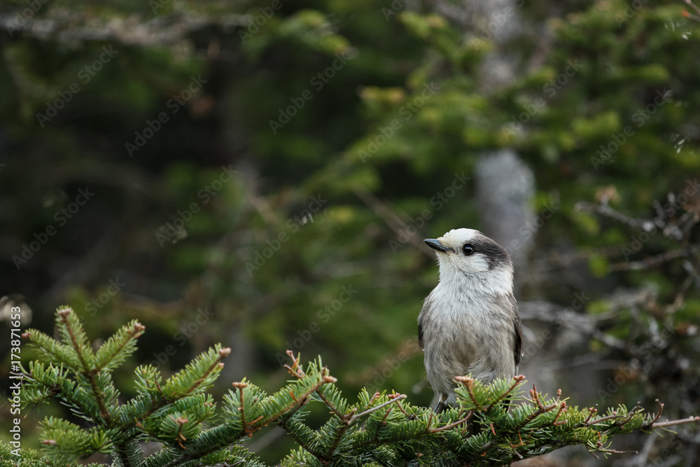 Obraz premium white bird on a pine tree