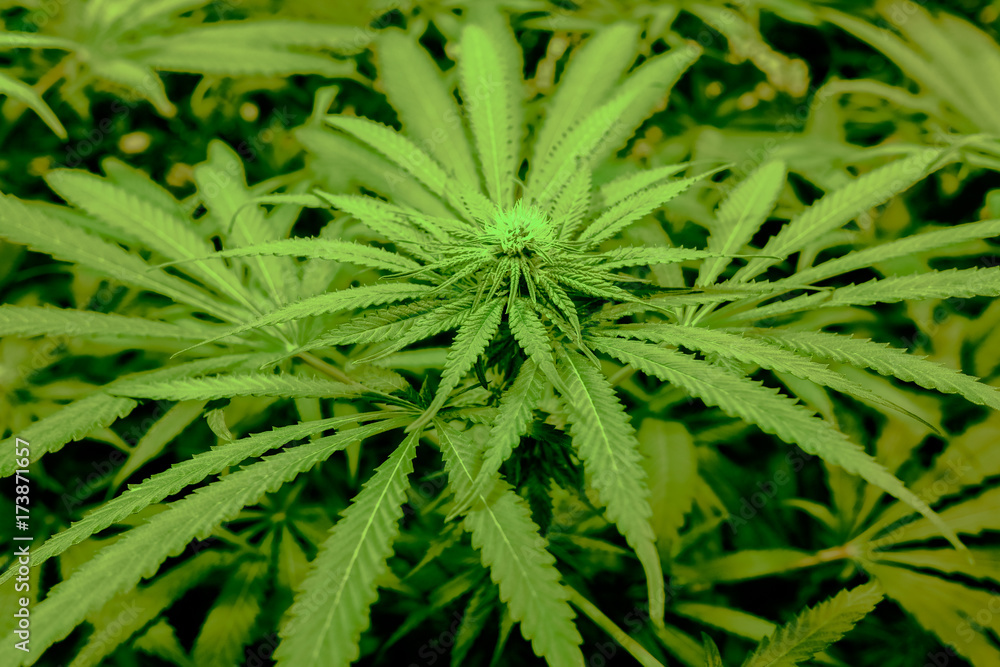 Cannabis sativa in California in USA Cannabis sativa in California in USA