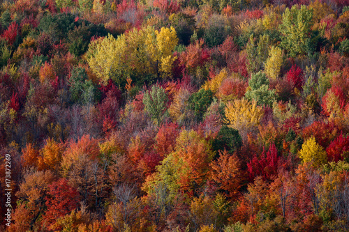 colorful forest in the fall season in quebec