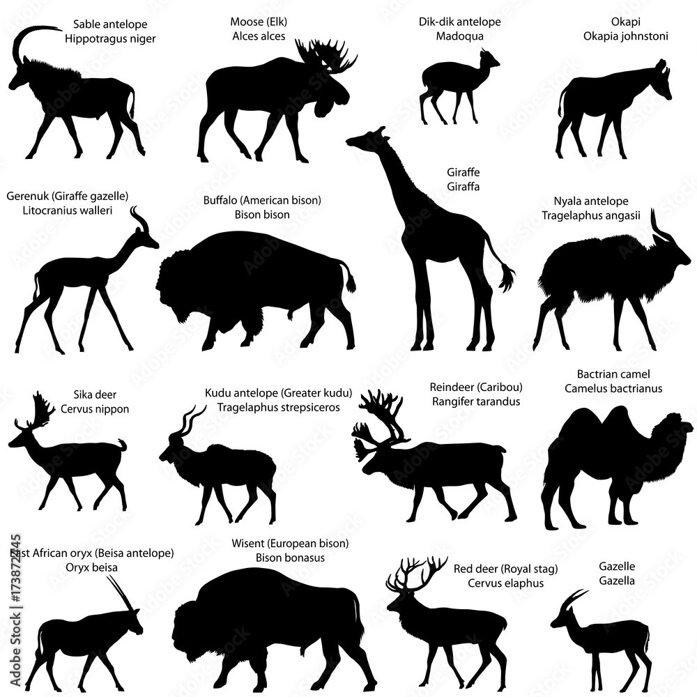 Obraz premium Sylwetki parzystokopytnych zwierząt kopytnych