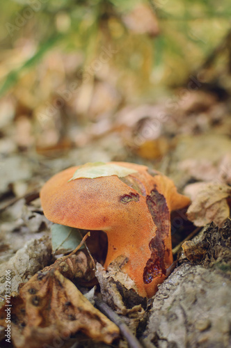 fistulina hepatica mushroom, also known as the ox tongue. Picking mushrooms in the autumn forest. photo