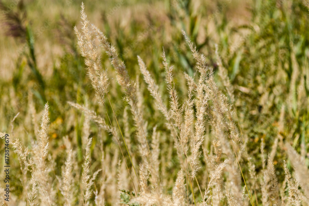 dry grass sedge