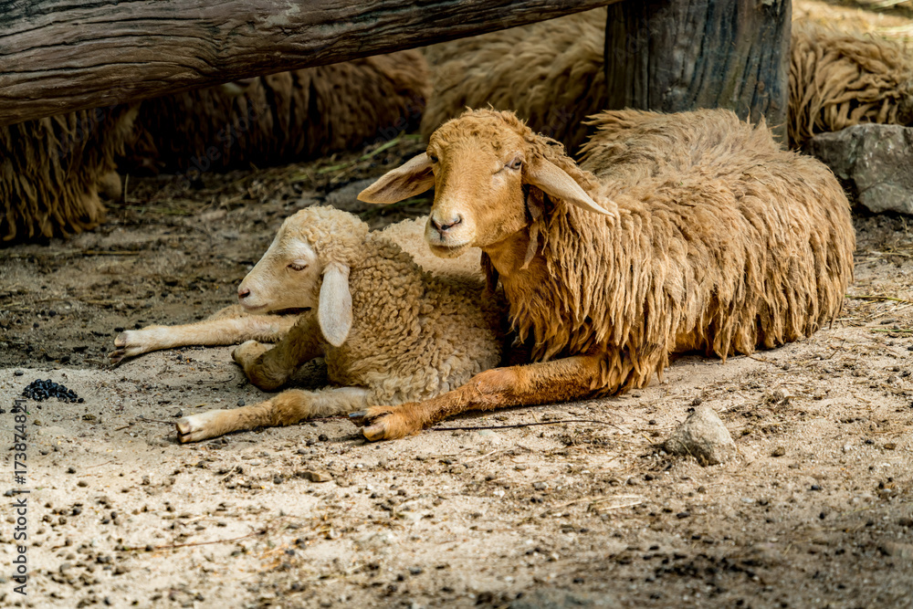 Fototapeta premium Brown old sheep