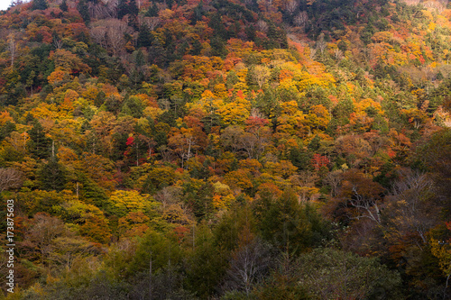 Autumn forest mountain