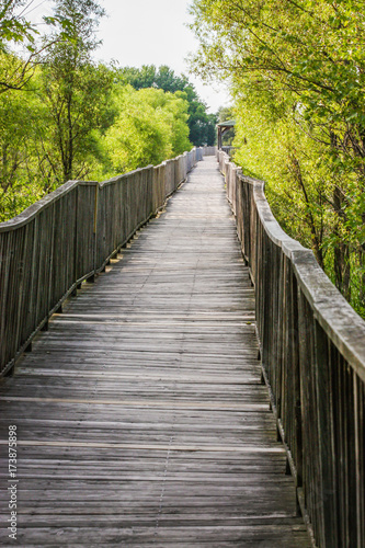 wooden pathway in the middle of the forest