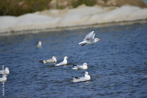 The sea bird