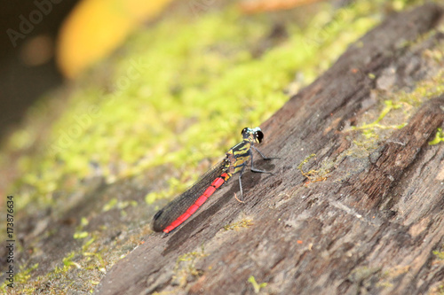 Dragonfy - Bigodi Wetlands - Uganda, Africa photo