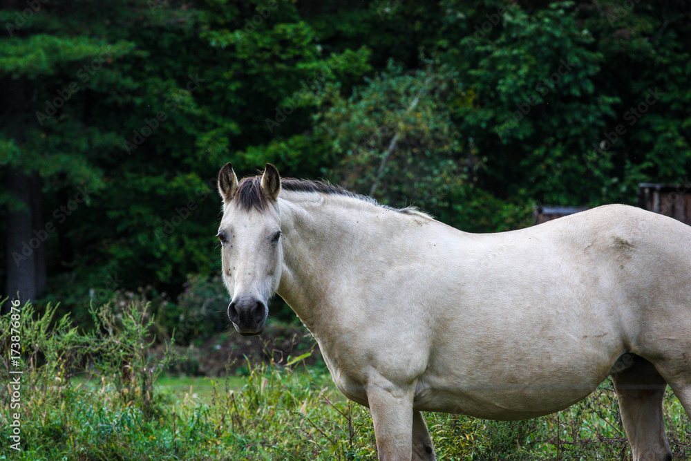 Fototapeta premium white horse on a green forest