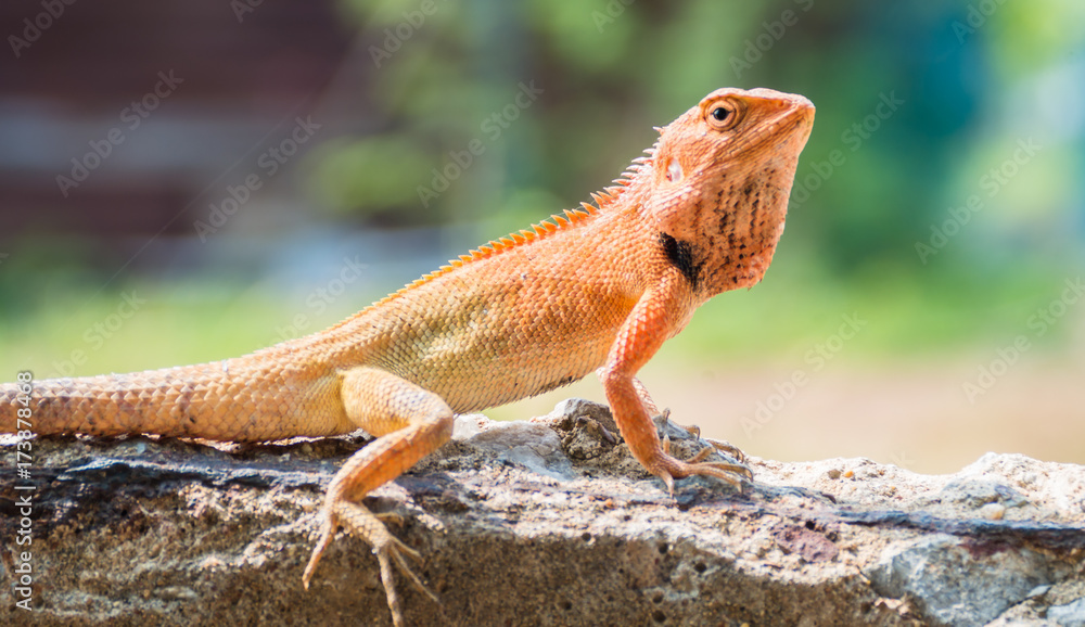 colorful lizard sitting on concrete colorful lizard sitting on concrete