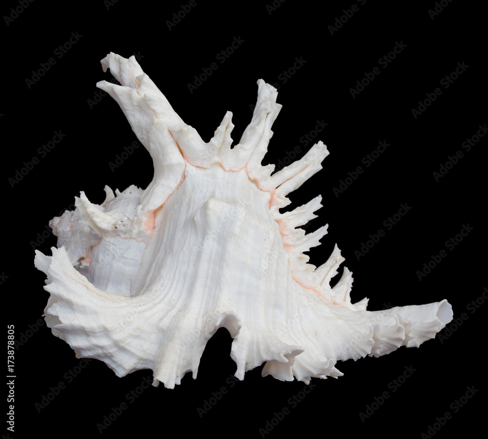 Shell use used as a decoration. The background is black Shell use used as a decoration. The background is black