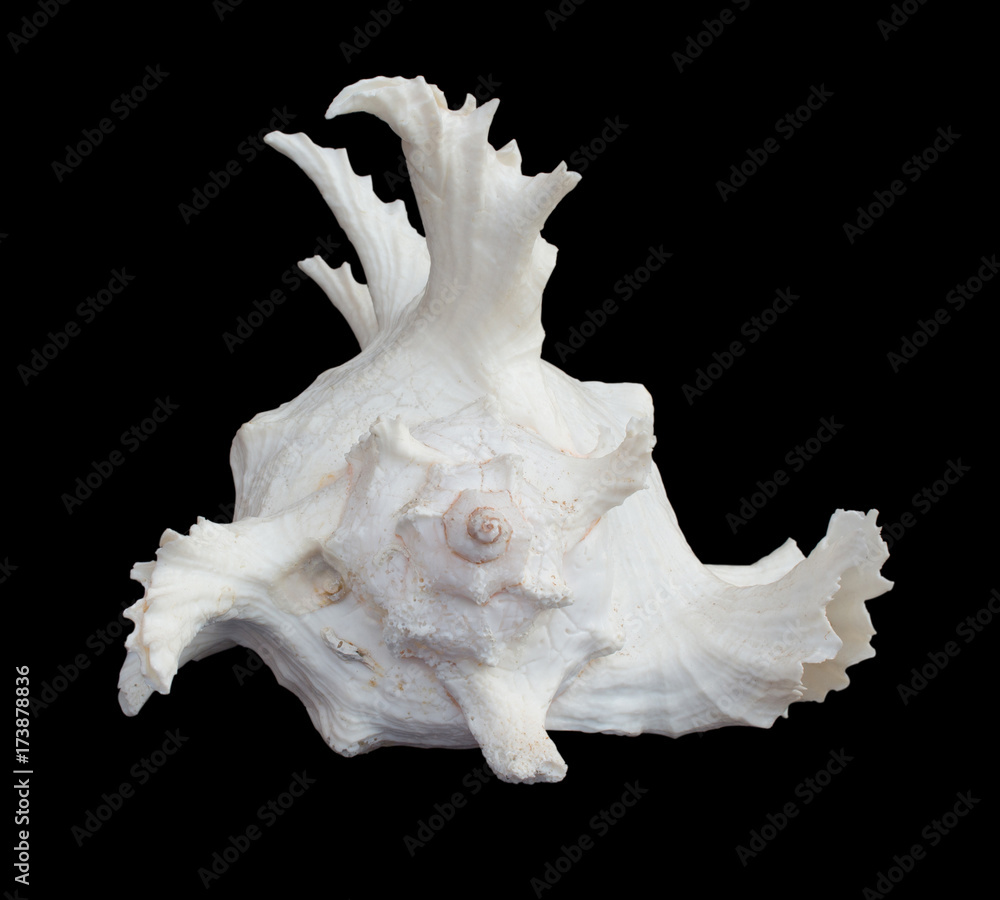 Shell use used as a decoration. The background is black Shell use used as a decoration. The background is black