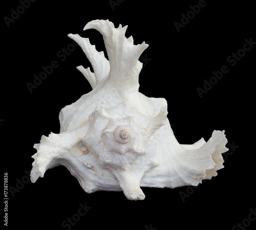 Shell use used as a decoration. The background is black