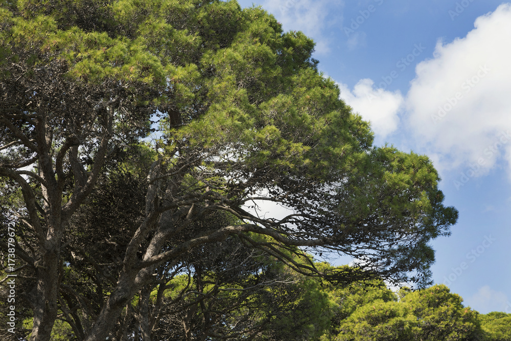 Obraz premium Pino con sfondo cielo