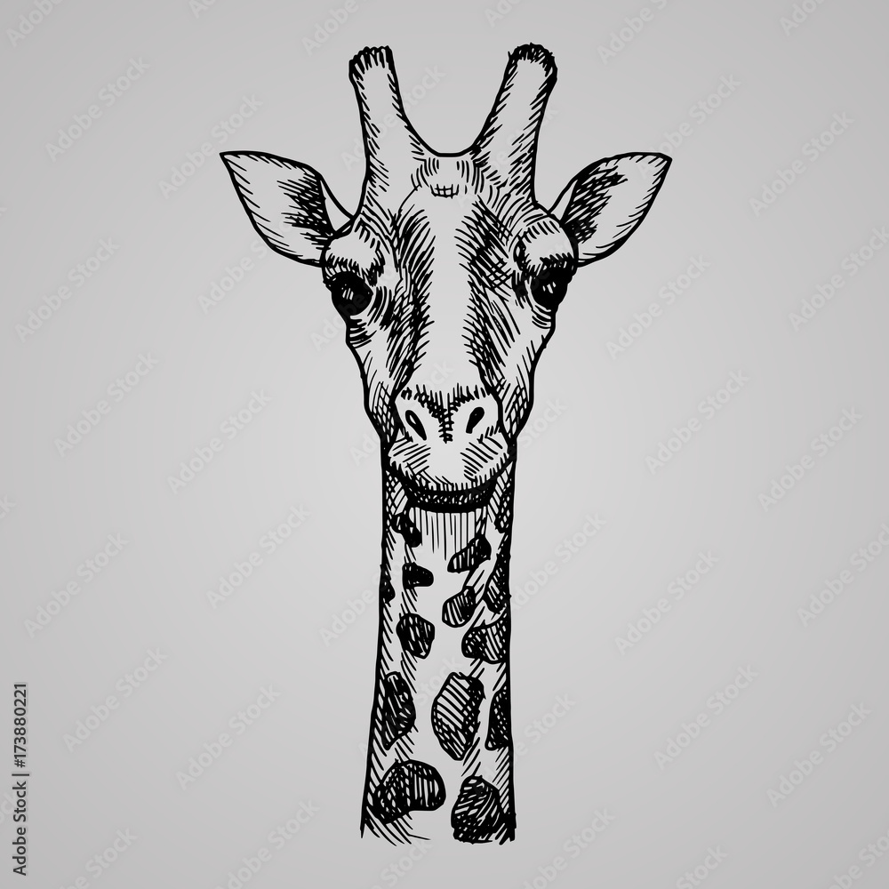 Hand sketch head giraffe Royalty Free Vector Image