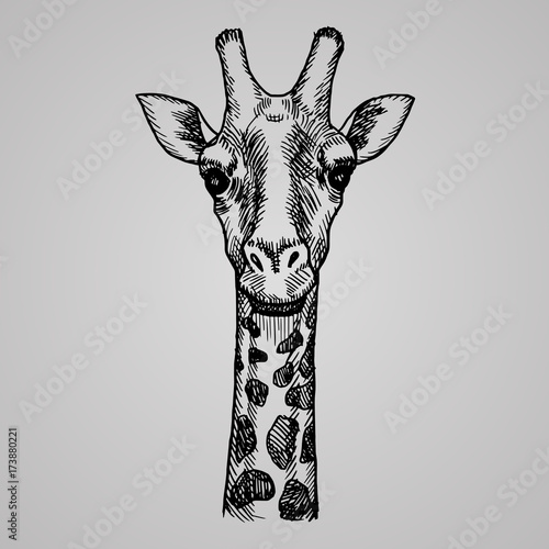 Engraving style giraffe head. African animal in sketch style. Vector illustration.