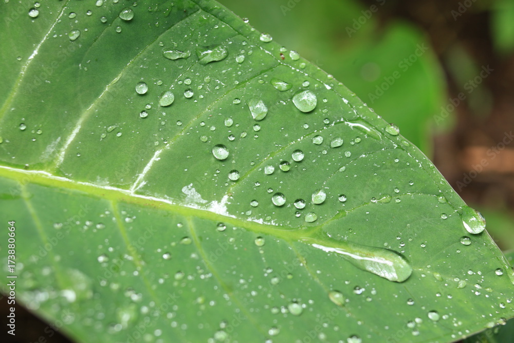 Fresh Leaf - Bigodi Swamps - Uganda Fresh Leaf - Bigodi Swamps - Uganda