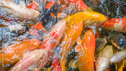 Beautiful Japanese Fancy Koi Carp Fishes a symbol of fertility for background photo