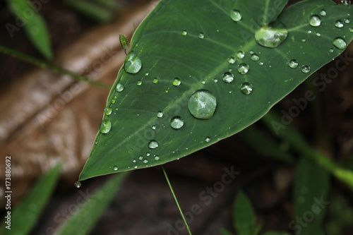 Fresh Leaf - Bigodi Swamps - Uganda photo