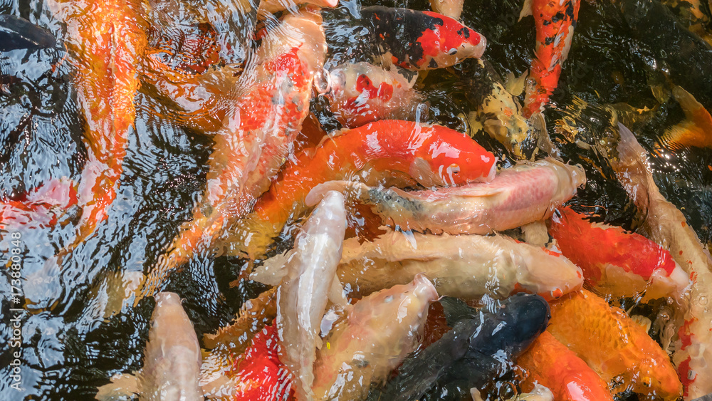 Beautiful Japanese Fancy Koi Carp Fishes a symbol of fertility for background Beautiful Japanese Fancy Koi Carp Fishes a symbol of fertility for background