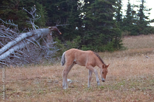 Wild Horses - Baby foal colt on Sykes Ridge in the Pryor Mountains Wild Horse Range on the border of Montana and Wyoming United States