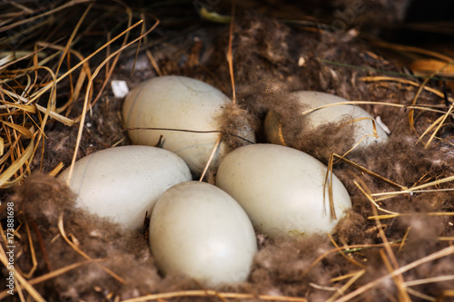 white eggs in a nest