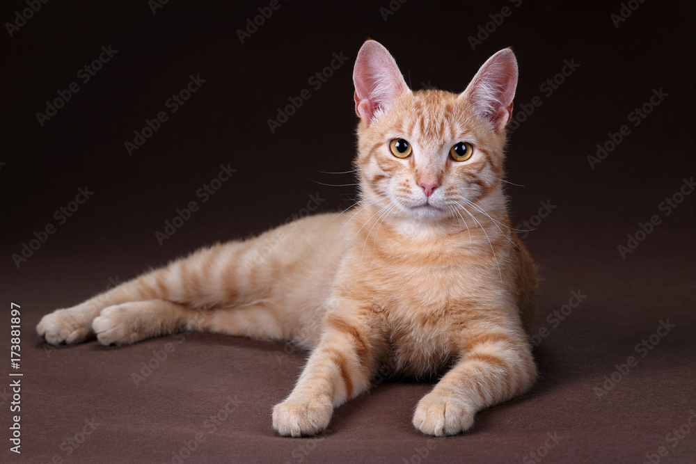 Young red cat on a brown background 