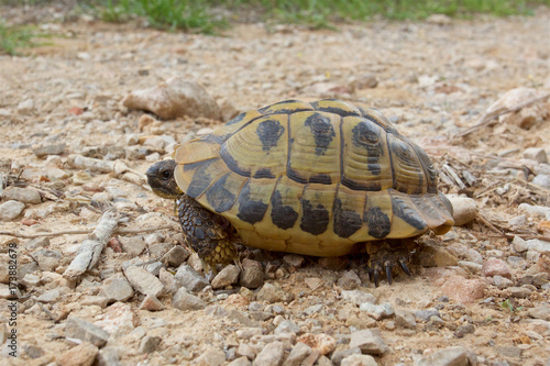 Hermann's tortoise, testudo hermanni, wild and free on the island of Minorca. 