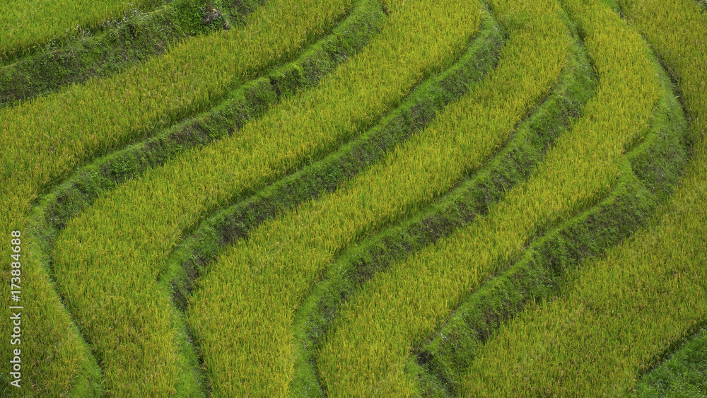 Rice fields in Vietnam.