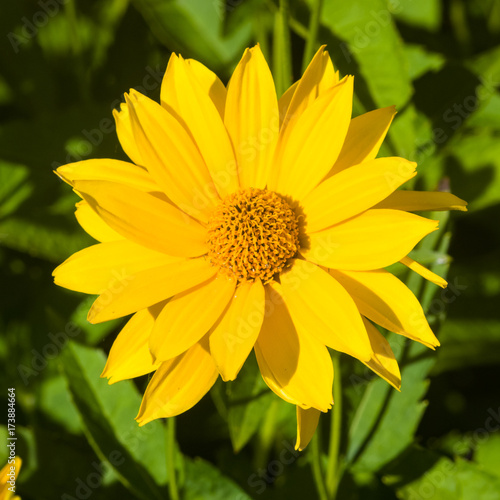 Jerusalem Artichoke, Sunroot, Topinambour, Earth Apple or Helianthus tuberosus yellow flower close-up, selective focus, shallow DOF