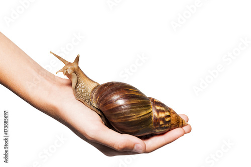 Grown up Achatina snail in man's palm. Isolated on white background