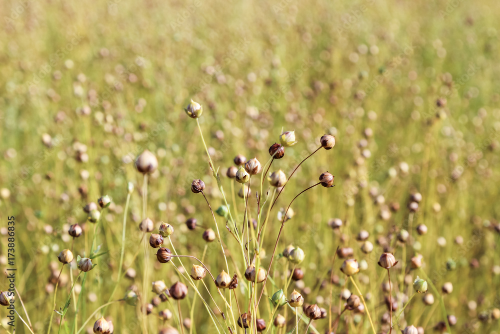 flax, flowers faded, field