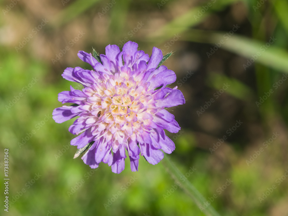 Flower of Field Scabious, Knautia Arvensis, with dark bokeh background macro, selective focus Flower of Field Scabious, Knautia Arvensis, with dark bokeh background macro, selective focus