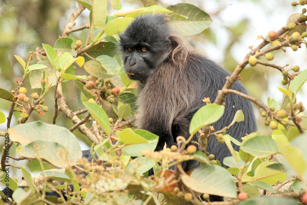 Obraz premium Grey-Cheeked Mangabey - Bigodi Wetlands - Uganda, Africa