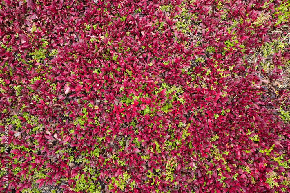 autumn colours, Russian Far East autumn colours, Russian Far East
