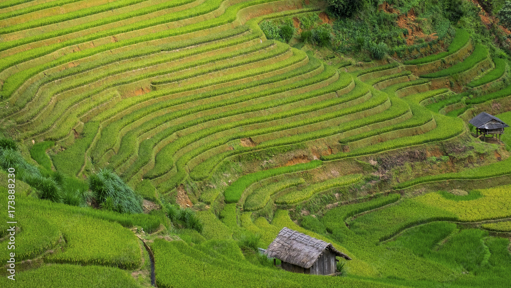 Rice fields in Vietnam.