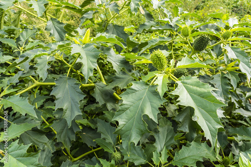 Фотография Datura stramonium and its green fruit with spikes.
