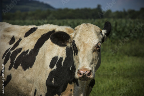 portrait of a black and white cow