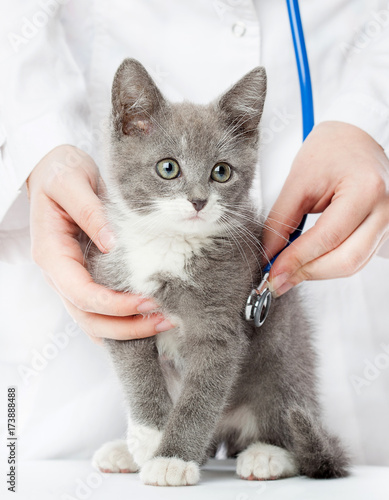 Obraz na plátně Vet with stethoscope and grey kitten close-up