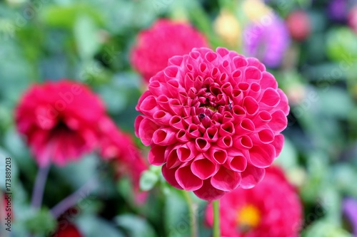 Fototapeta Naklejka Na Ścianę i Meble -  A deep pink dahlia flower head , shallow depth of field image of summer floral border