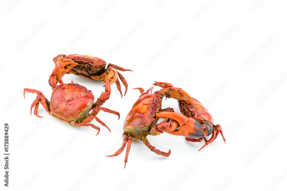 Battle of the crab isolate on white background Battle of the crab isolate on white background