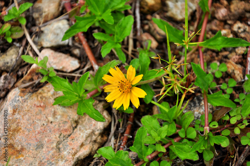 Campsite at Samlan waterfall - Saraburi, Thailand 